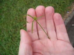 Слика од Cyperus brevifolius (Rottb.) Hassk.