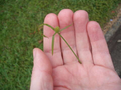 Imagem de Cyperus brevifolius (Rottb.) Hassk.