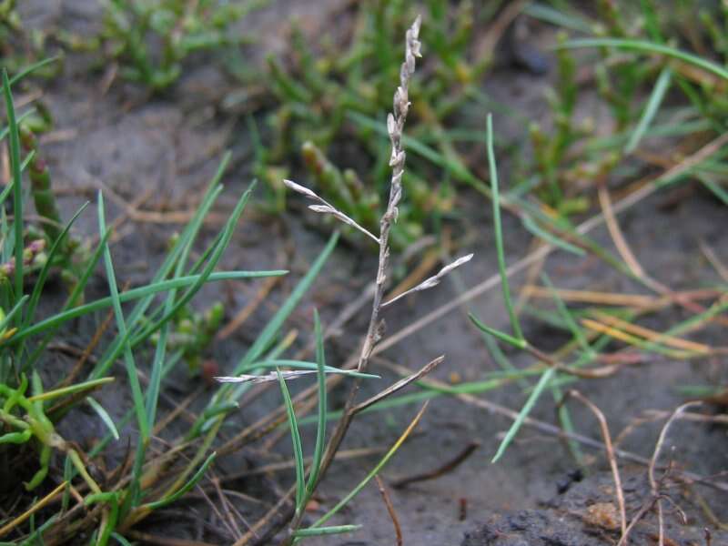 Image of seaside alkaligrass