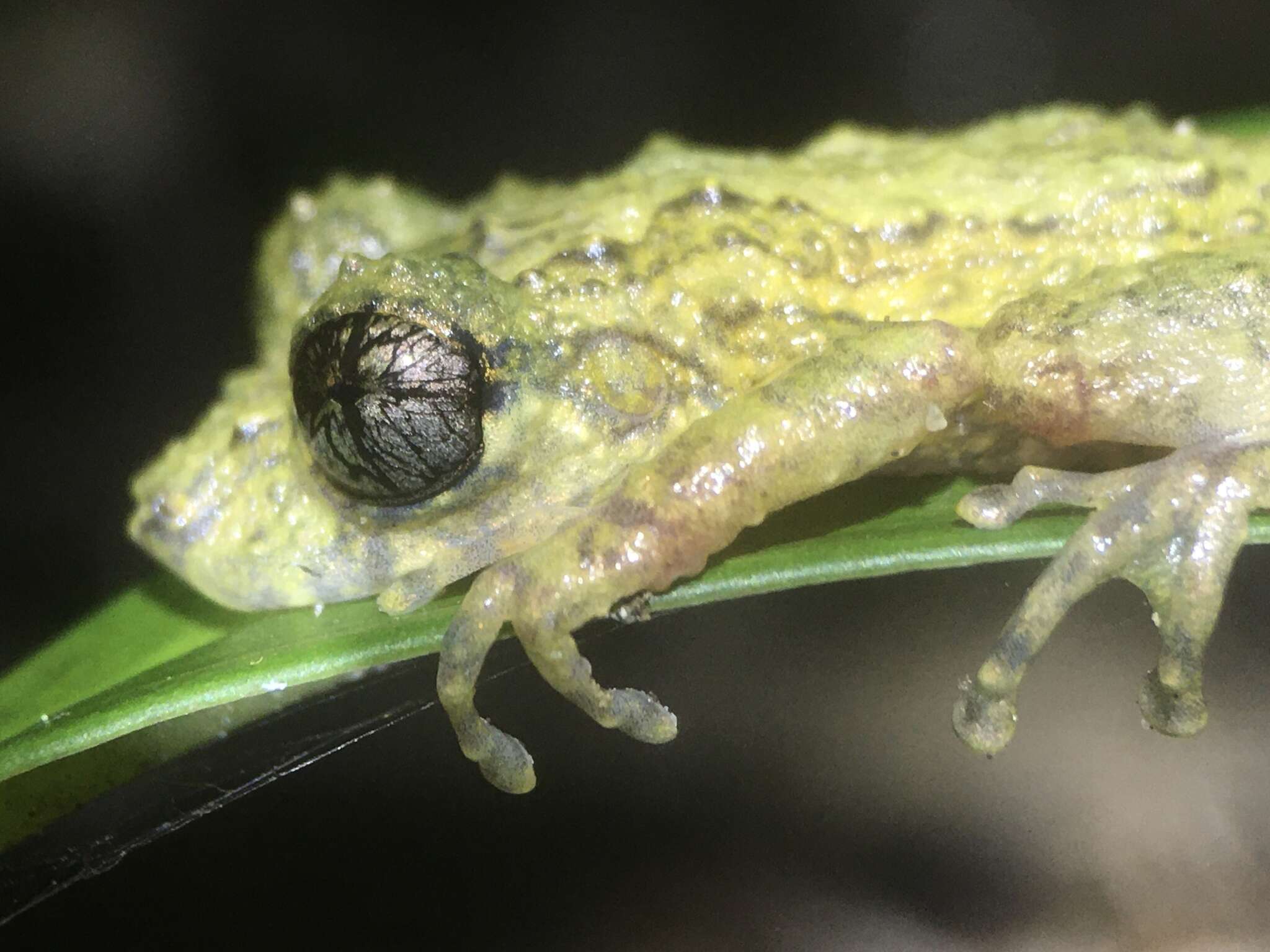 Image de Ololygon muriciensis (Cruz, Nunes & Lima 2011)