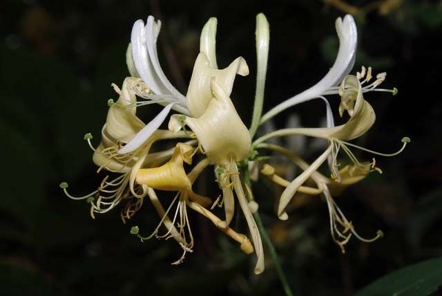 Image of Italian Honeysuckle