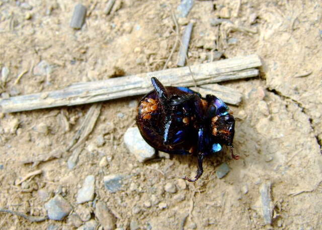 Слика од Geotrupes stercorarius (Linnaeus 1758)