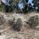 Image of Navajo Bridge pricklypear