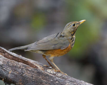 Image of Black-breasted Thrush