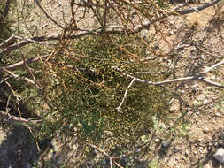 Image of mesquite mistletoe