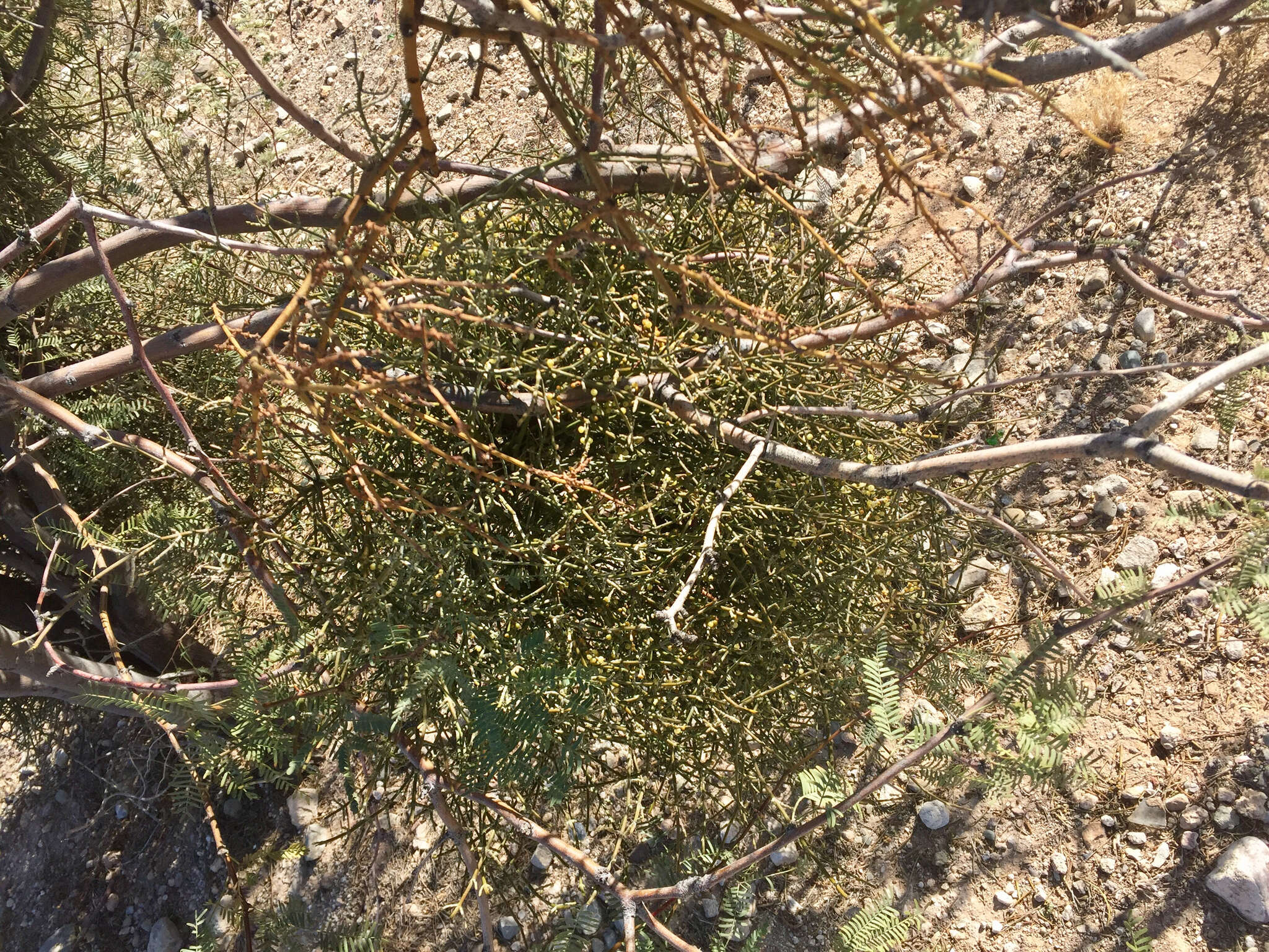 Image of mesquite mistletoe