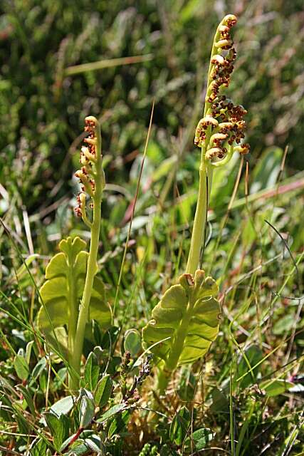 Image of common moonwort