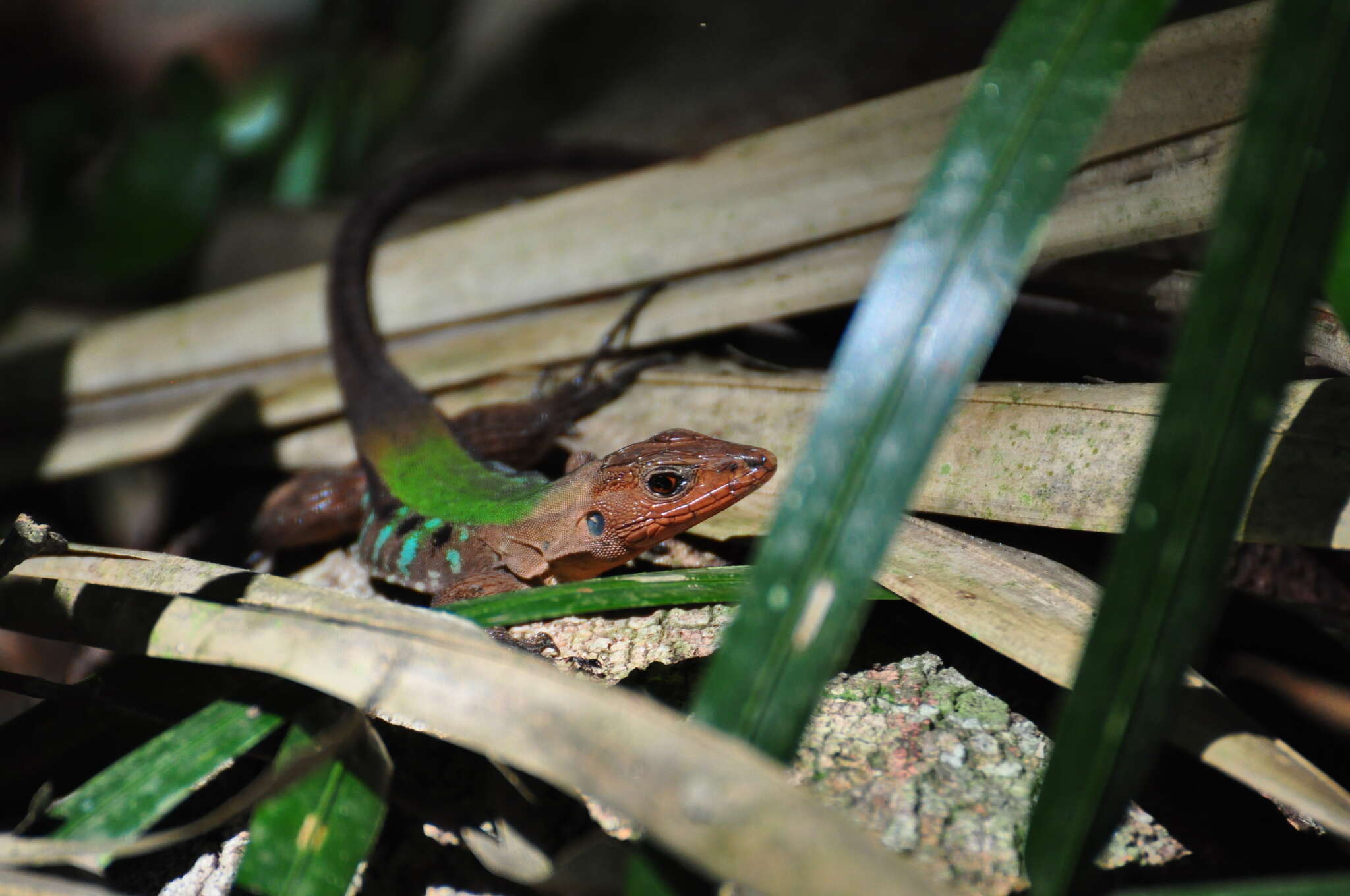 Image of Kentropyx calcarata Spix 1825