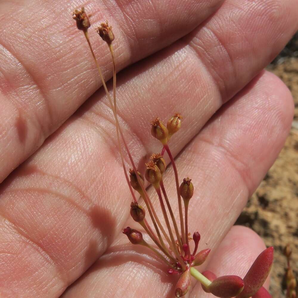 Image of Crassula expansa Soland.