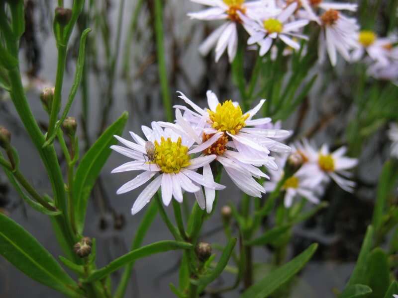 Image of sea aster