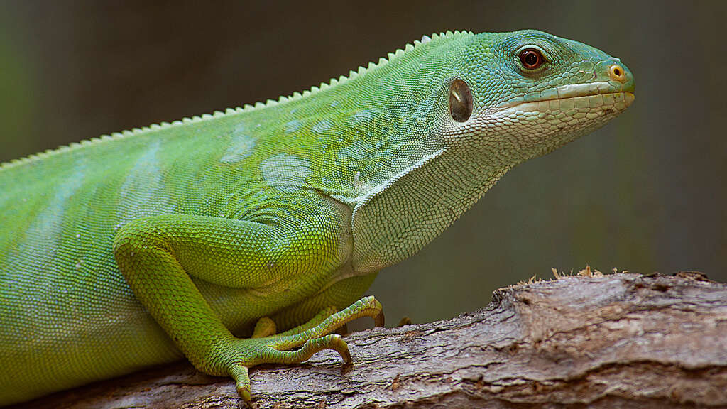 Image of Fiji iguanas