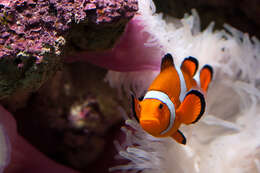 Image of Common clownfish