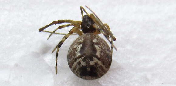 Image of Parasteatoda simulans (Thorell 1875)