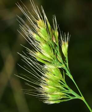 Cynosurus elegans Desf. resmi