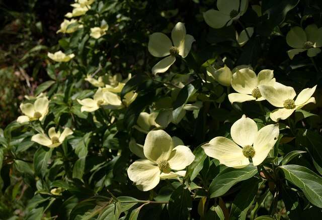 Image of Pacific dogwood