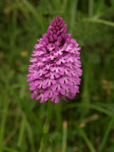 صورة Anacamptis pyramidalis (L.) Rich.