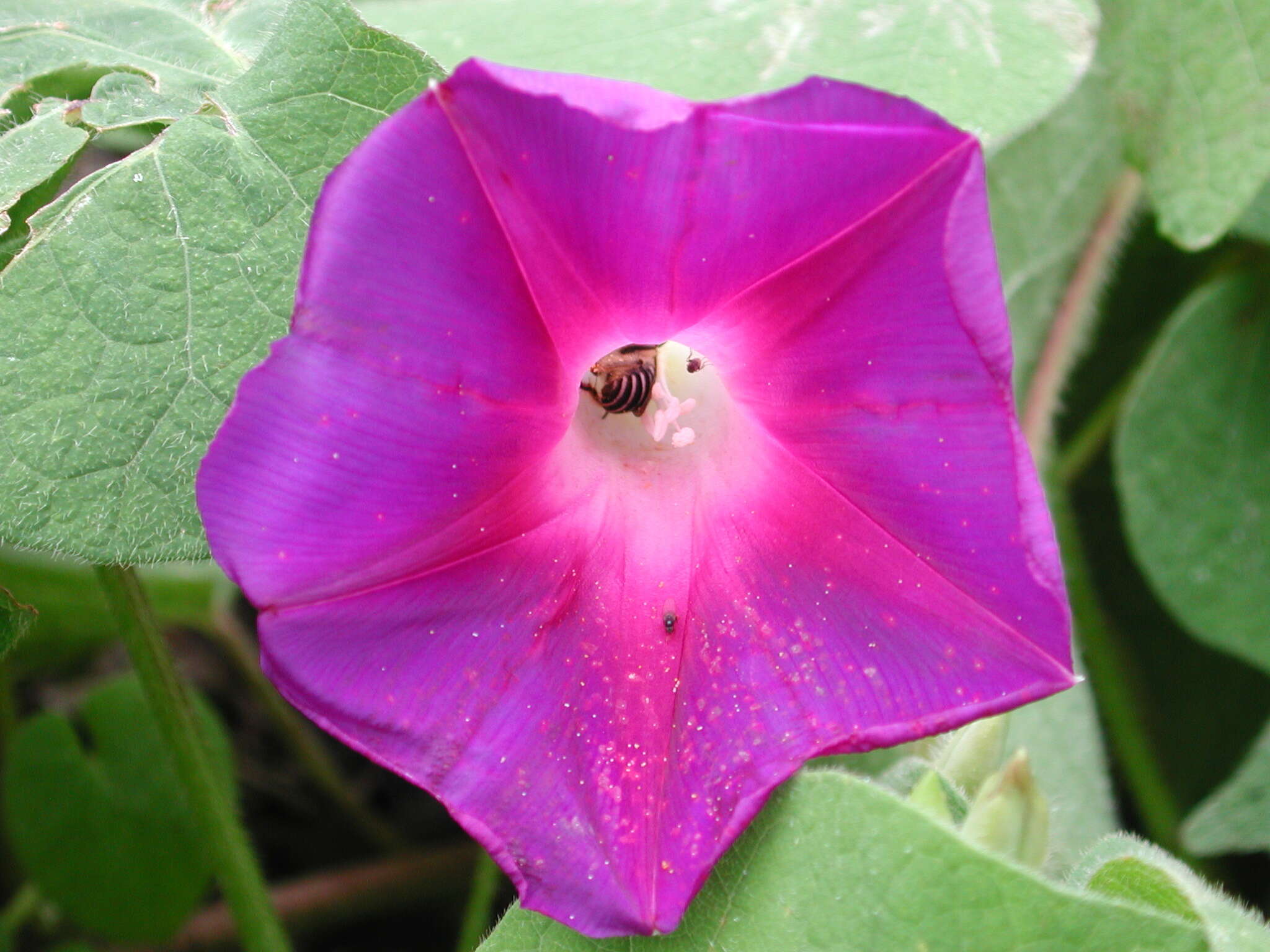 Слика од Ipomoea purpurea (L.) Roth