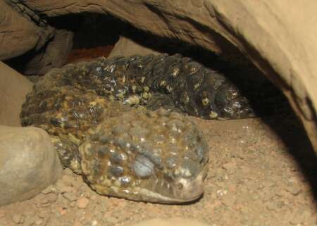 Image of Pinecone lizard