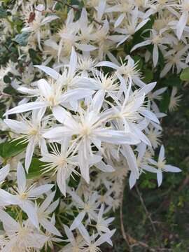 Image of Clematis pubescens Hueg. ex Endl.