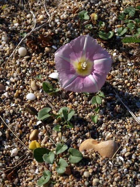 Plancia ëd Calystegia soldanella (L.) R. Br.