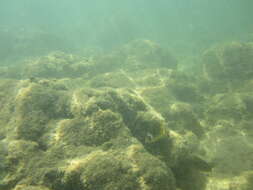 Image of Halfmoon Butterflyfish