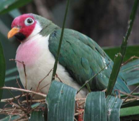 Image of Jambu Fruit Dove