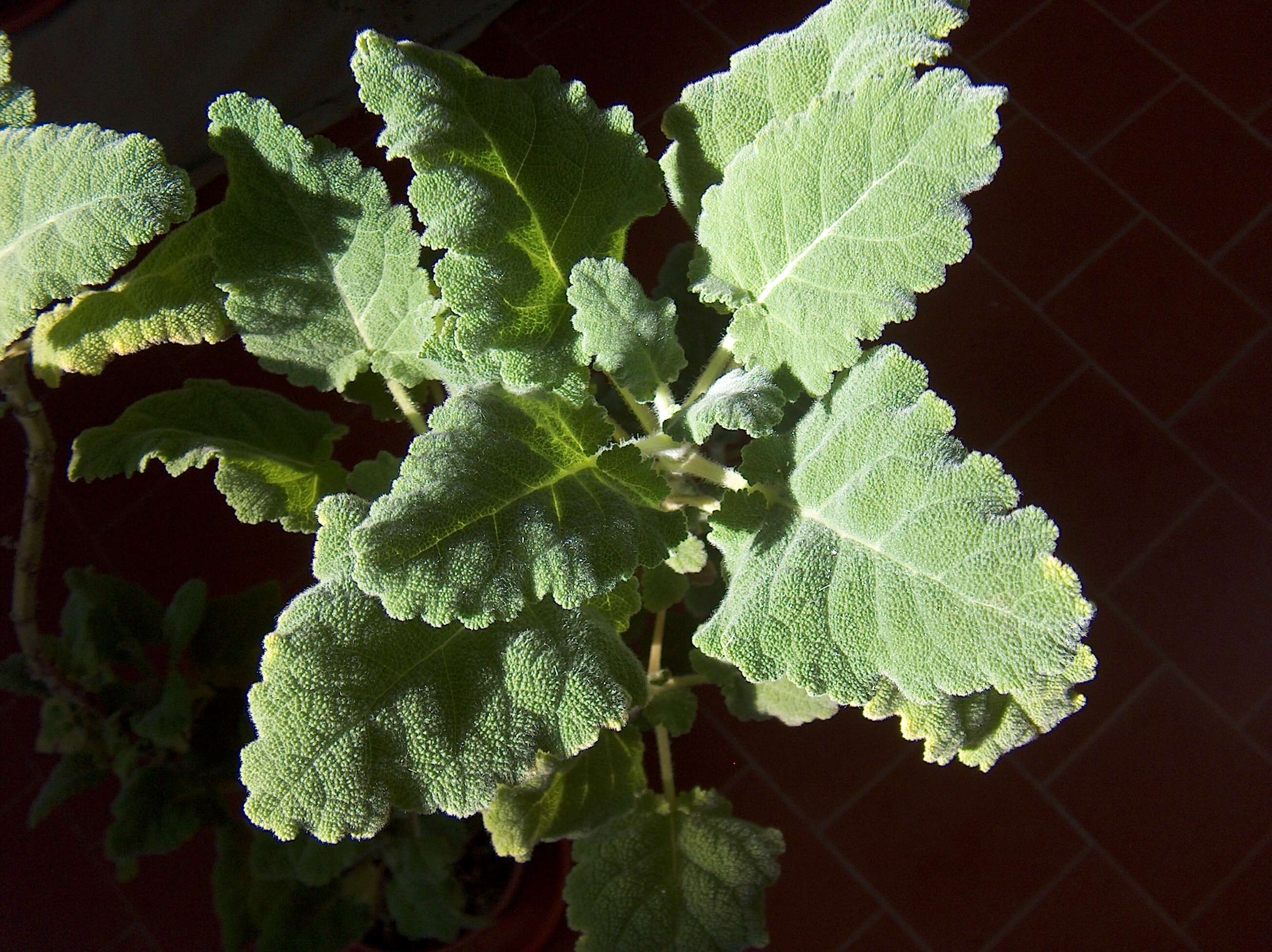 Image of Salvia desoleana Atzei & V. Picci