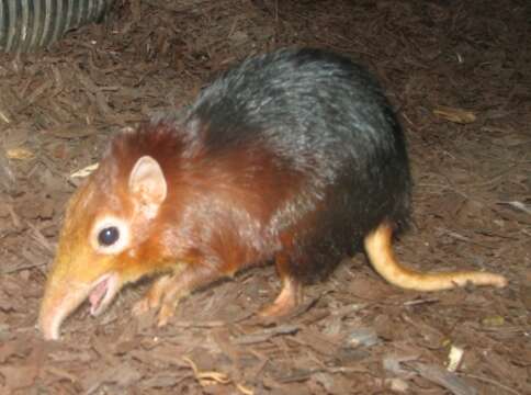 Image of Black and Rufous Elephant Shrew