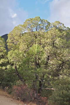 Image de Juniperus deppeana var. deppeana