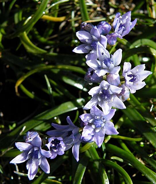 Image de Scille de printemps