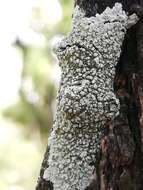 Image of dirinaria lichen