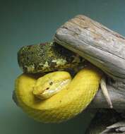 Image of Eyelash Viper