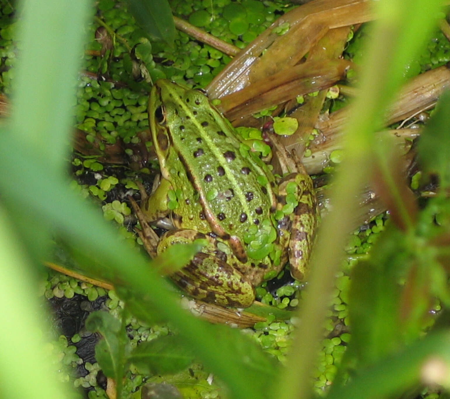 Image de Petite grenouille verte