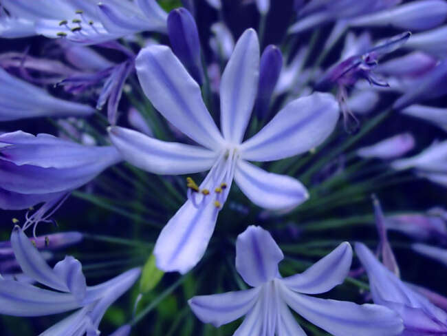 Image of African-lily