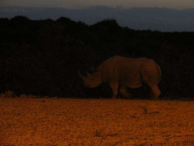 Image of Cape rhinoceros