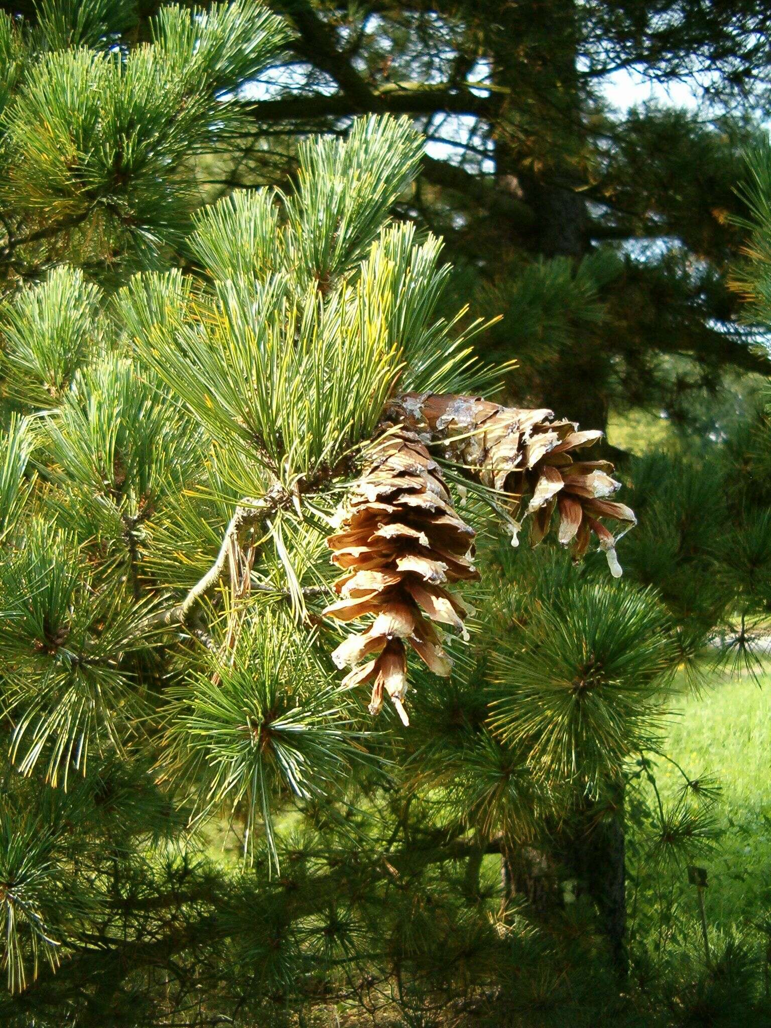 Imagem de Pinus peuce Griseb.