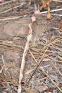 Image of narrowleaf soap plant