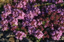 Image of creeping thyme