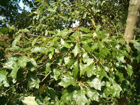 Image of Bear Oak