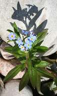 Image of true forget-me-not