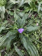 Image of diffuse spiderwort