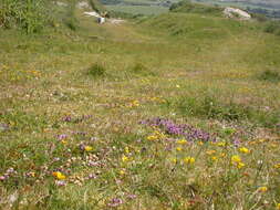 Image of creeping thyme