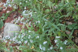 Image of white panicle aster