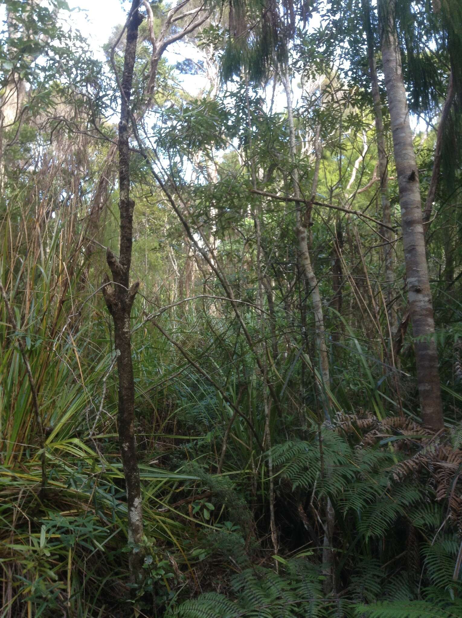 Image de Urostemon kirkii var. angustior (Allan) B. Nord.