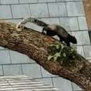 Image of Sherman's fox squirrel