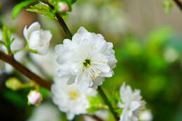 Plancia ëd Prunus japonica C. P. Thunb. ex A. Murray