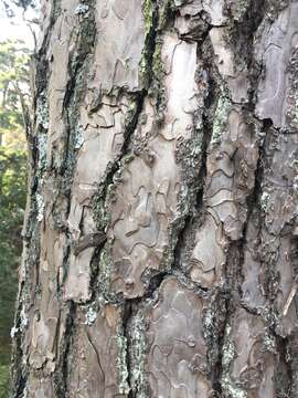 Image of Benguet Pine