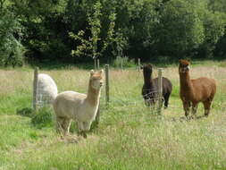 Image of Alpaca