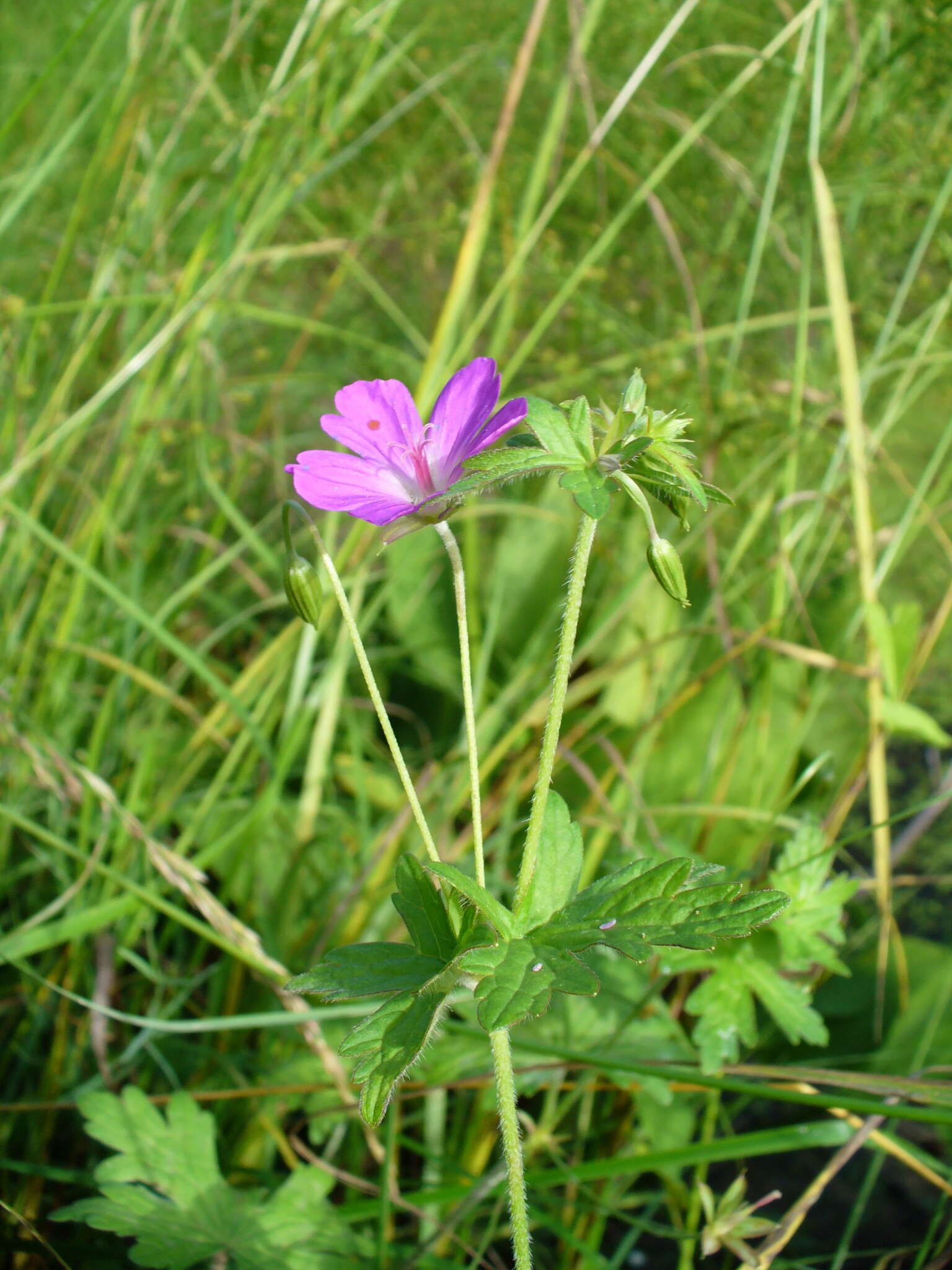 Imagem de Geranium palustre L.