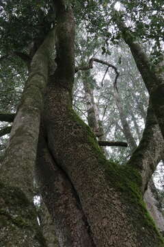 Image of Chilean Laurel